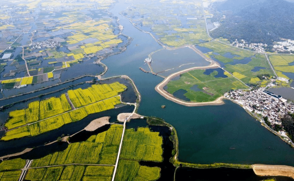 安徽芜湖：金色花海美乡村