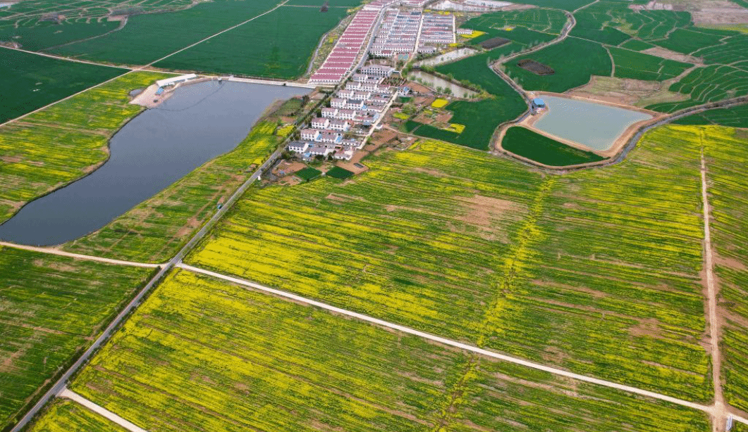 油菜花开乡村美