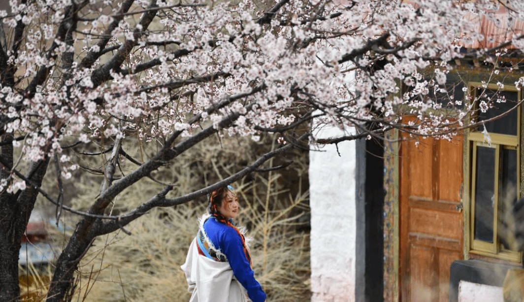 拉萨：山寺桃花引客来