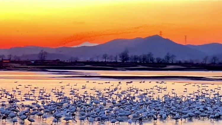 萬(wàn)鳥齊飛！遼寧省鳳城市大洋河現(xiàn)“鳥浪”奇觀